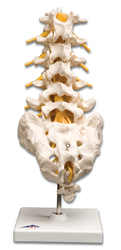 Lumbar Spinal Column