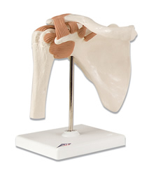 Functional Shoulder Joint