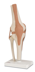 Functional Knee Joint