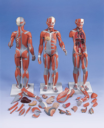 Complete Dual Sex Muscular Figure, 33-part