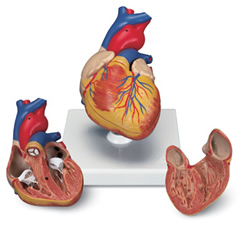 Classic Heart, 2 part