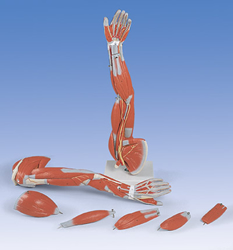 Muscle Arm, 6 part, 3/4 Life Size