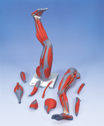 Muscle Leg, 9 part, 3/4 Life Size