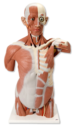Life size Muscle Torso, 27 part