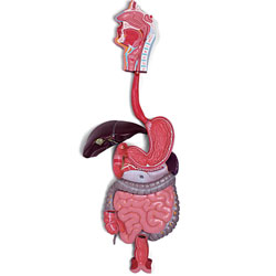 Digestive System Model (Three Part)