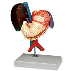 Stomach and Associated Organs of the Upper Abdomen Model 