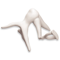 Ear Ossicles Model 