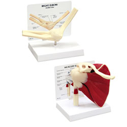 Cochlear Duct and Organ of Corti Model (5-Part)