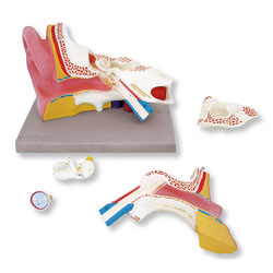 Ear Model (5 Parts) 