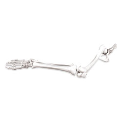Skeleton of Lower Limb with Half Pelvis