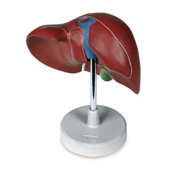 Life-Size Liver 