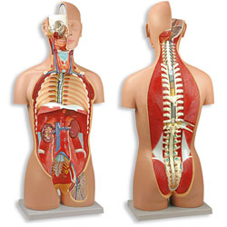 Dual Sex Torso with Open Back: 27-Part 
