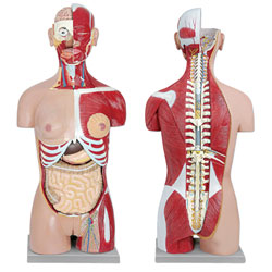 Dual Sex Torso with Open Back: 28-Part 