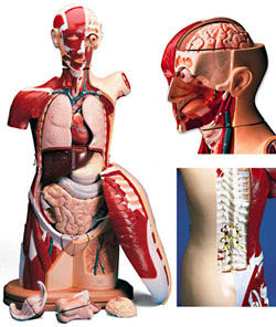 Denoyer-Geppert’s Signature Series Multi-Torso™ 
