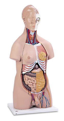20-Part Torso 