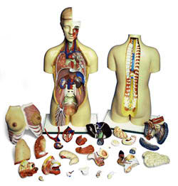 Dual-Sex Torso with Open Back (30 Part) 