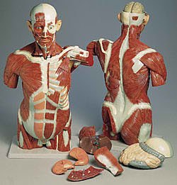 Muscle Torso - 27 Part 