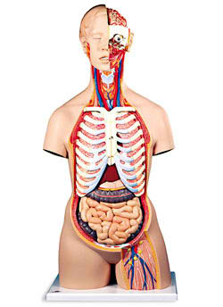 Classic Unisex Torso with Opened Neck and Back (21-Part) 