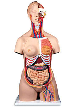 Deluxe Dual-Sex Torso with Opened Neck and Back (28-Part) 