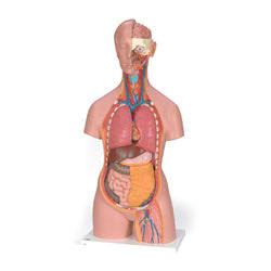 Classic Unisex Torso with Opened Neck and Back (18-Part) 